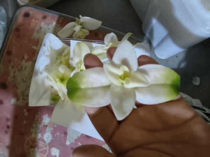 【雪莲心】白甜七雪山冰草冰山雪莲小盒子打冷耐运输储存现摘