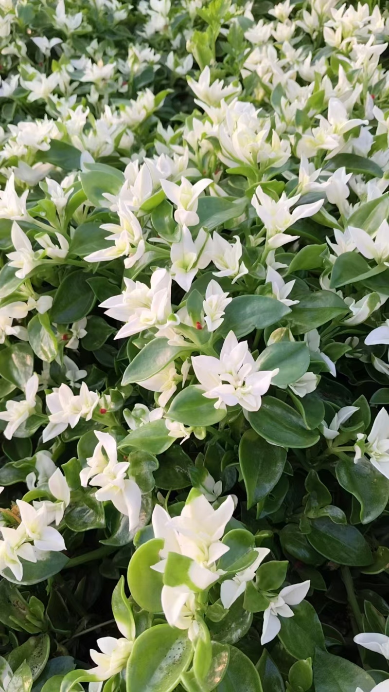 【雪莲心】白甜七雪山冰草冰山雪莲小盒子打冷耐运输储存现摘
