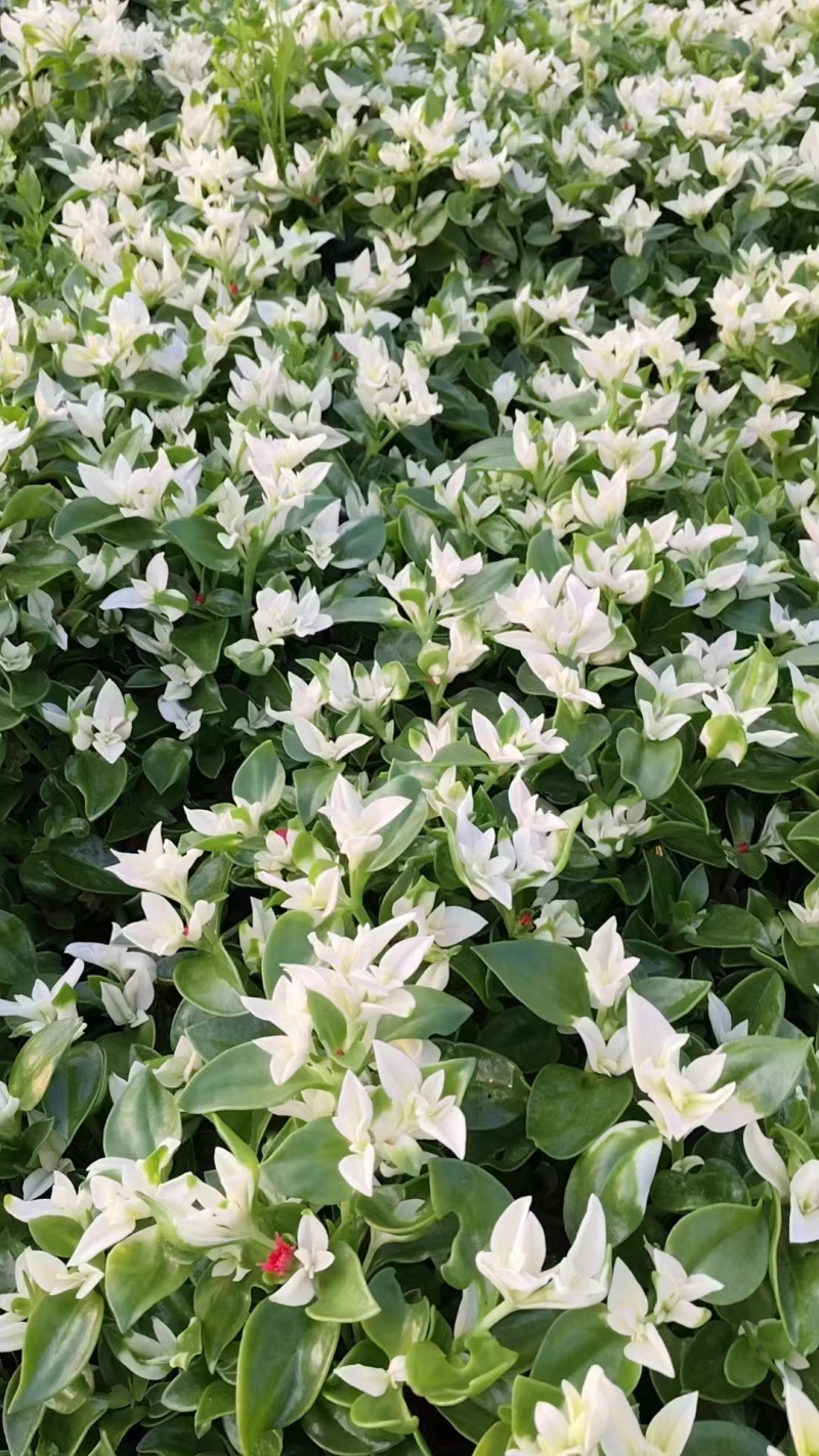 【雪莲心】白甜七雪山冰草冰山雪莲小盒子打冷耐运输储存现摘