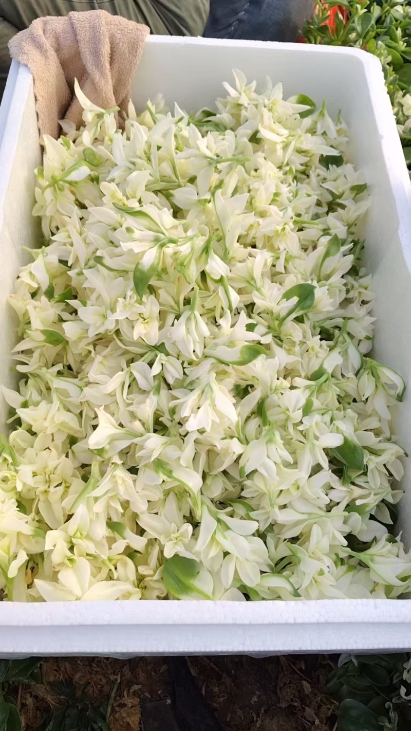 【雪莲心】白甜七雪山冰草冰山雪莲小盒子打冷耐运输储存现摘