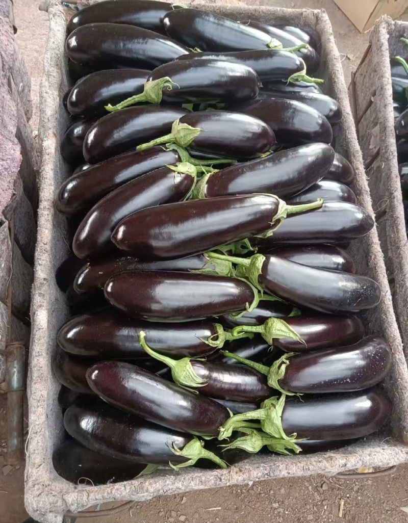 【推荐】菏泽市牡丹区沙土镇贾庄村精品茄子量大正在卖