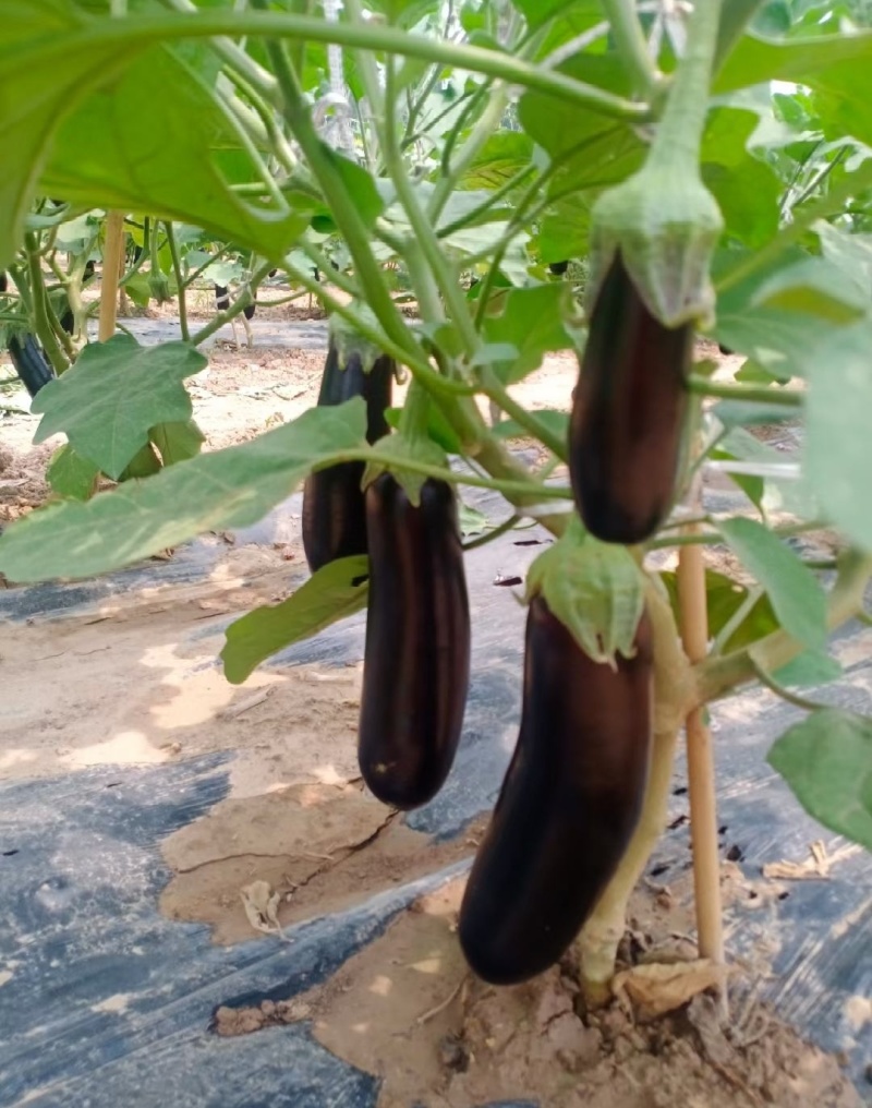 【推荐】菏泽市牡丹区沙土镇贾庄村精品茄子量大正在卖