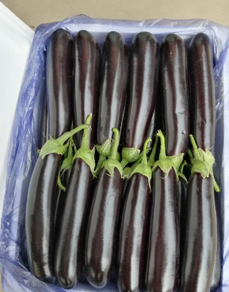 【平台推荐】菏泽牡丹区茄子烧烤茄长茄。产地直发货源
