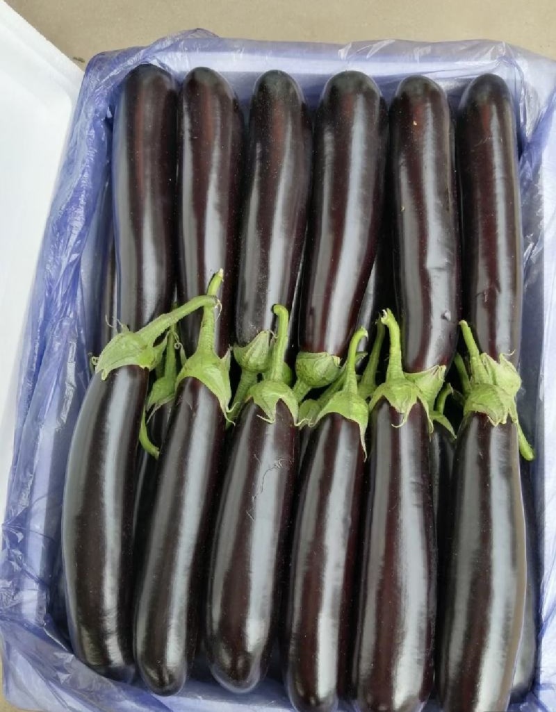 【平台推荐】菏泽牡丹区茄子烧烤茄长茄。产地直发货源