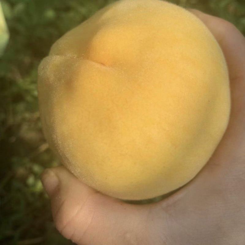 锦绣黄桃保质保量对接全网