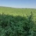 土豆\沃土豆土5号\黄心土豆\内蒙古赤峰种植基地大量上市