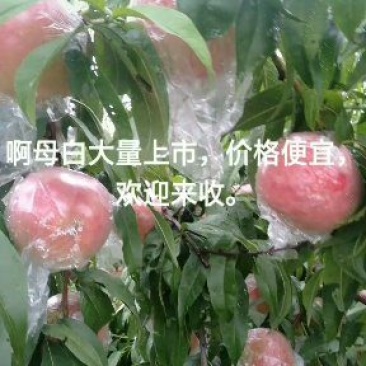 啊母白桃
