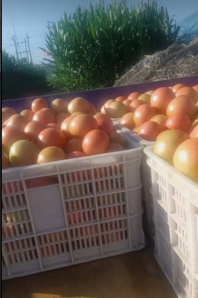 宣化深井西红柿