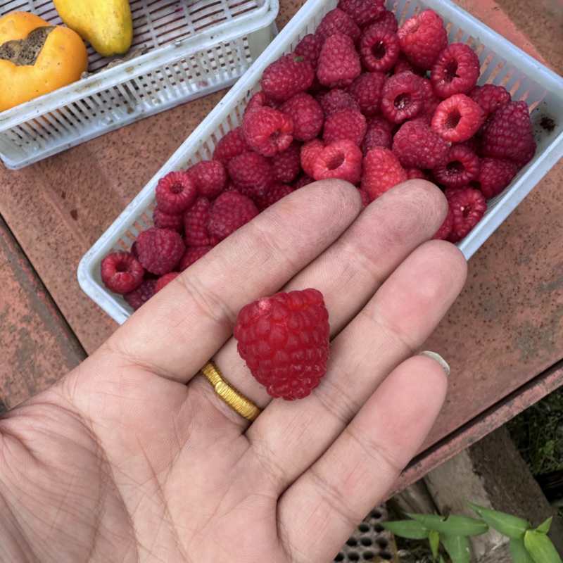 树莓