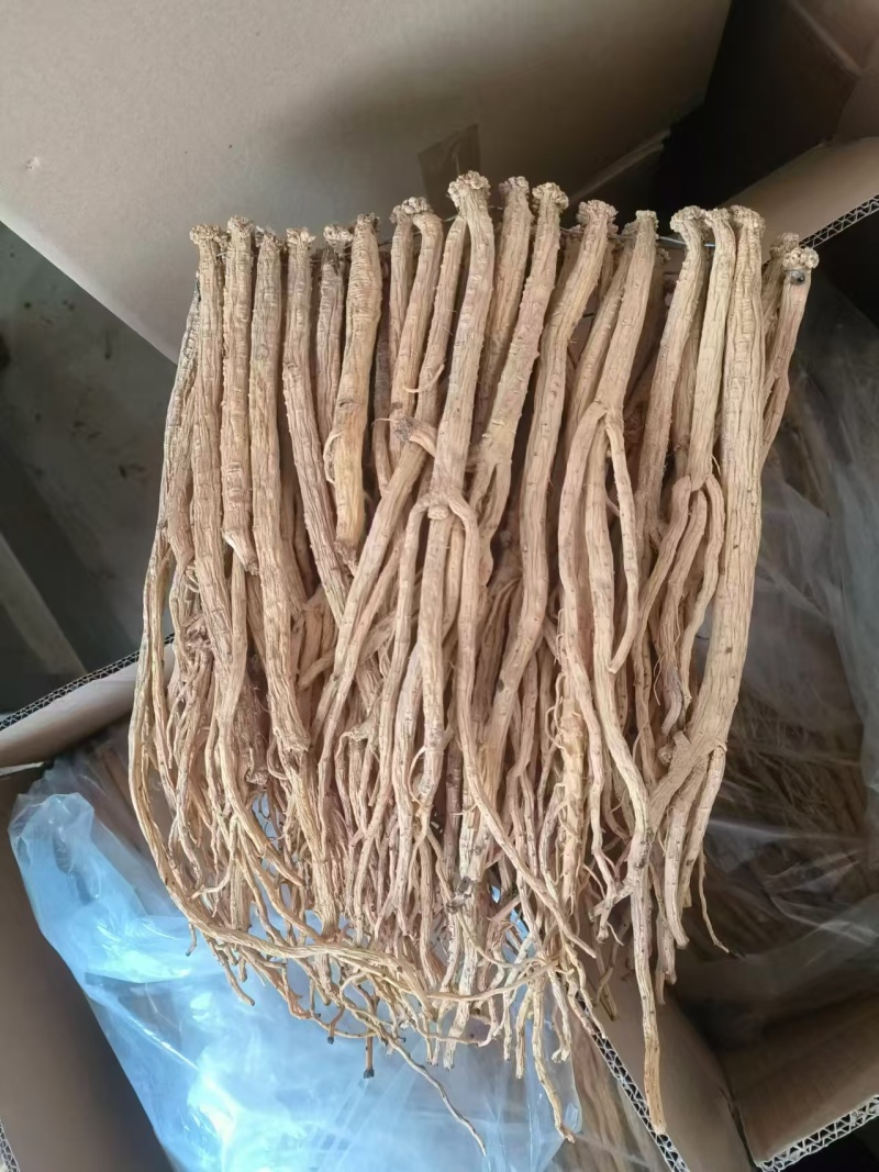甘肃定西岷县野生黄芪，大量上市，上等产品