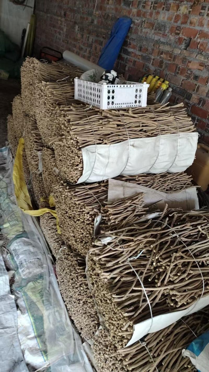 甘肃定西岷县野生黄芪，大量上市，上等产品