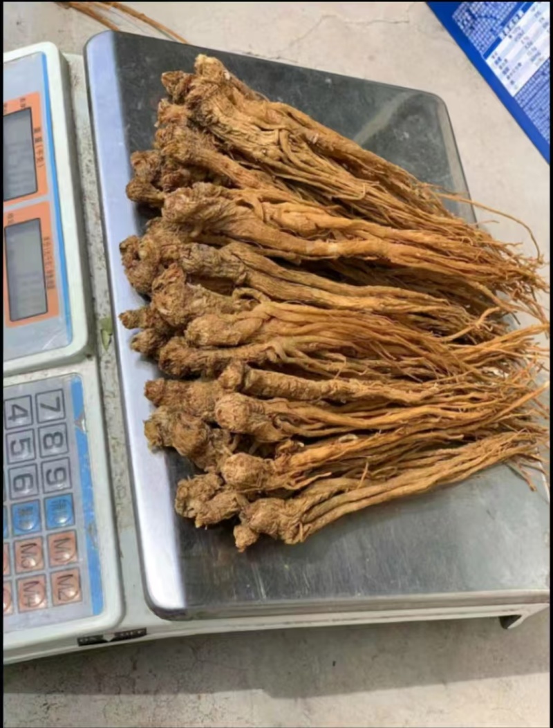 中药材，精品当归，甘肃定西药材基地直发品质保障量大从优