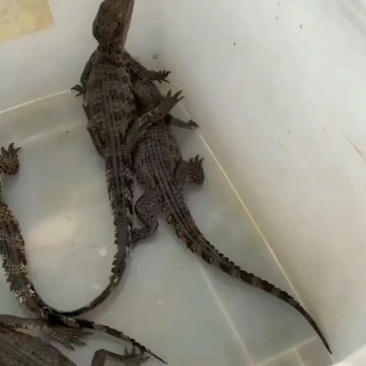 宠物鳄鱼大量有货。暹罗鳄