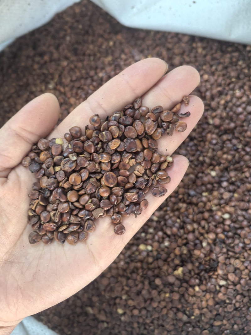 炒枣仁枣仁炒酸枣仁多种规格中药材批发供应
