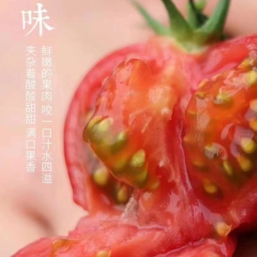 酸甜果10号抗TY病根线虫无限生长酸甜可口耐储运果包粉亮