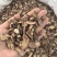 赤芍山东赤芍山东产地货源大货供应七彩百草中药材