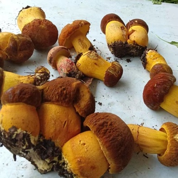 黄牛肝菌