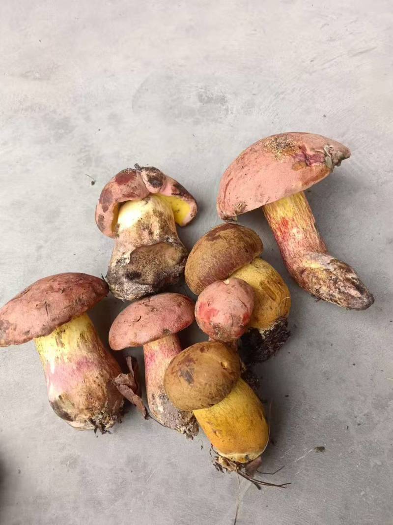 黄牛肝菌