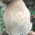 黄牛肝菌