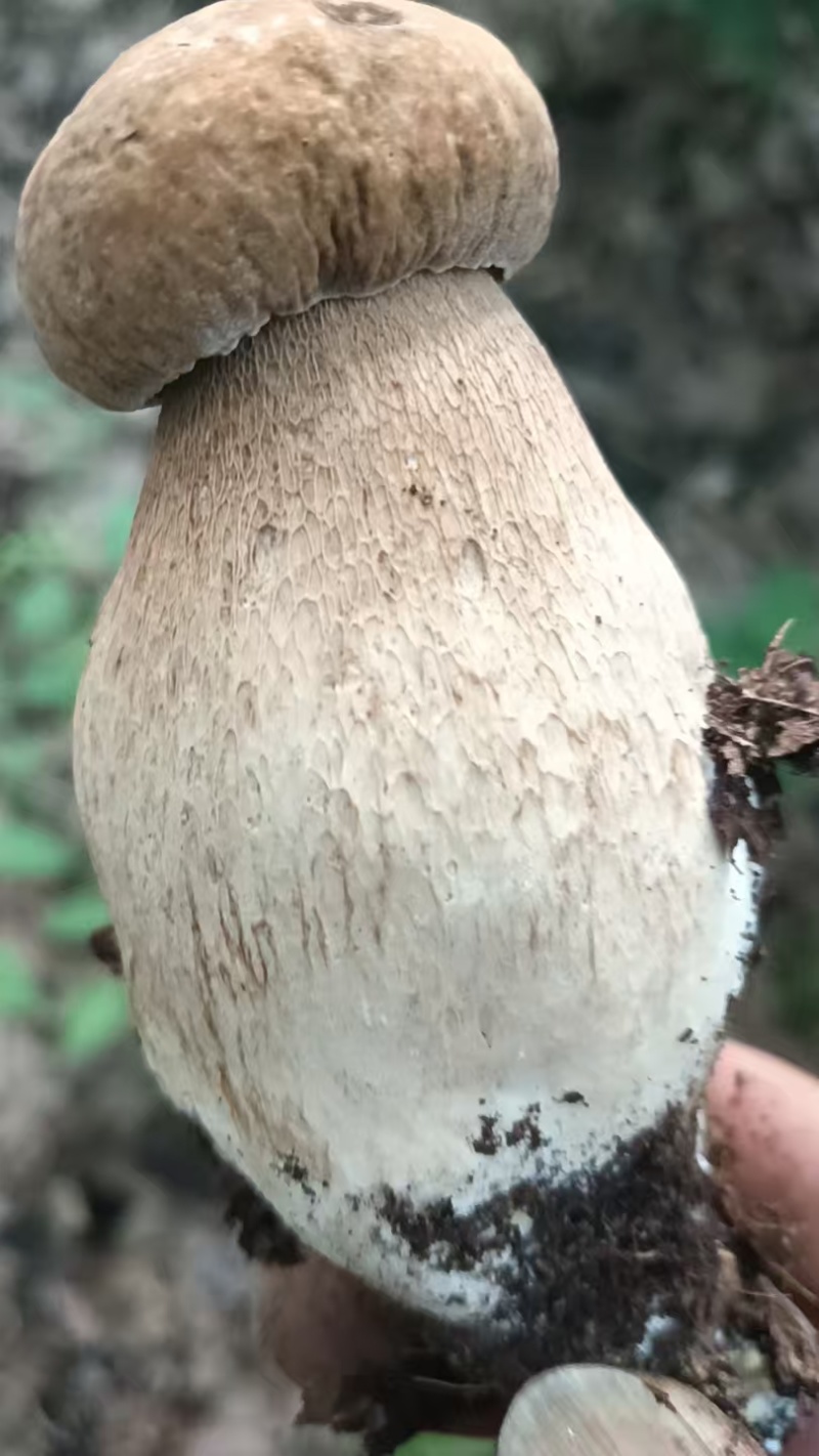 黄牛肝菌