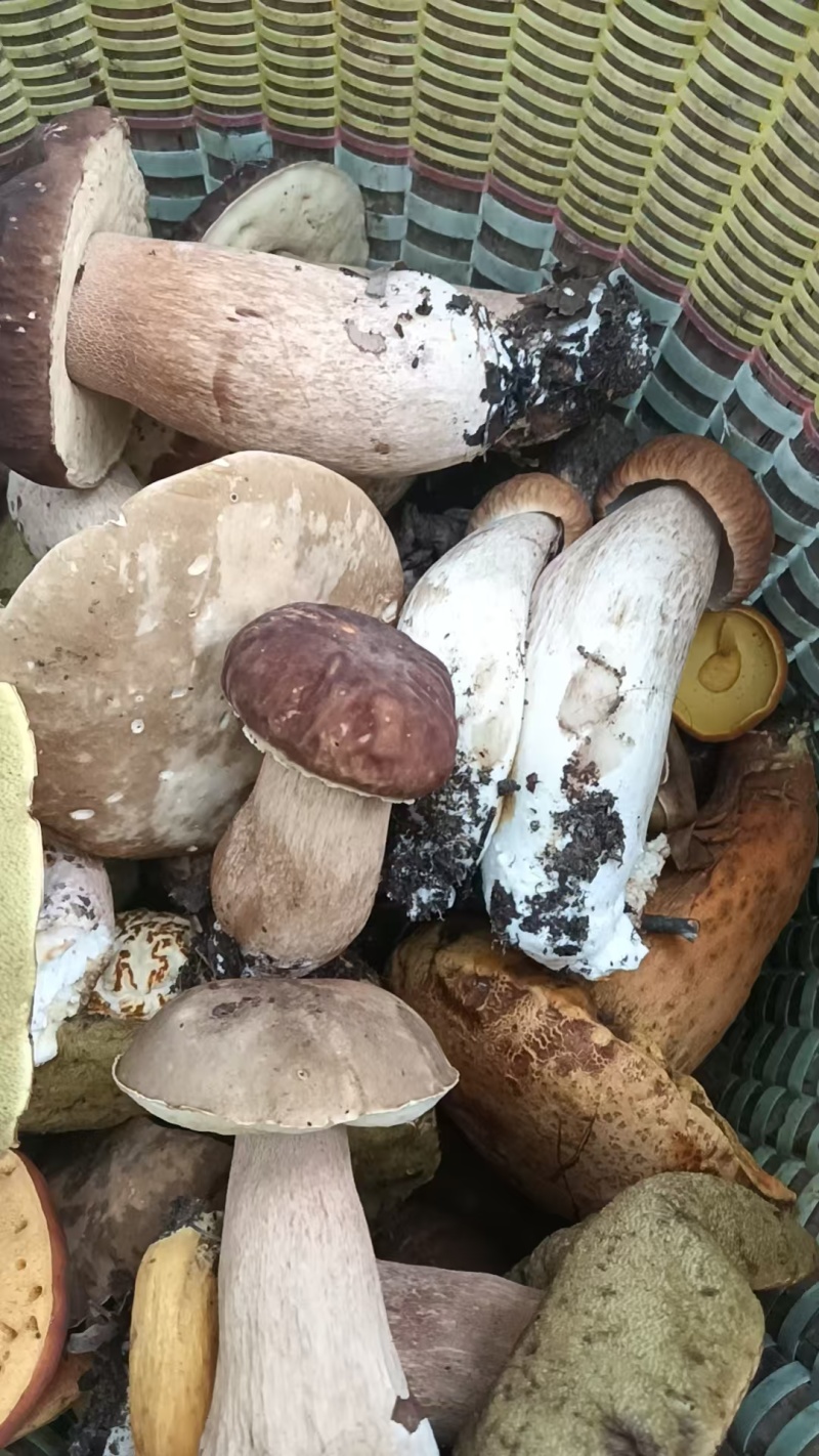 黄牛肝菌