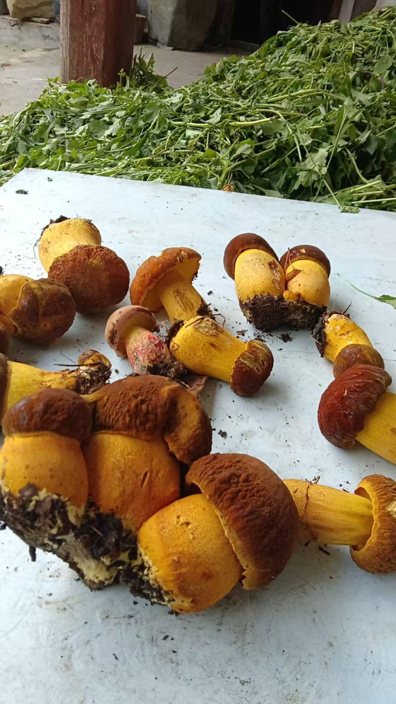 黄牛肝菌