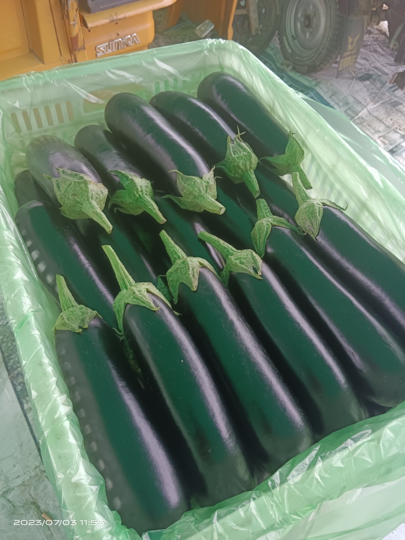 布莱迪绿把长茄