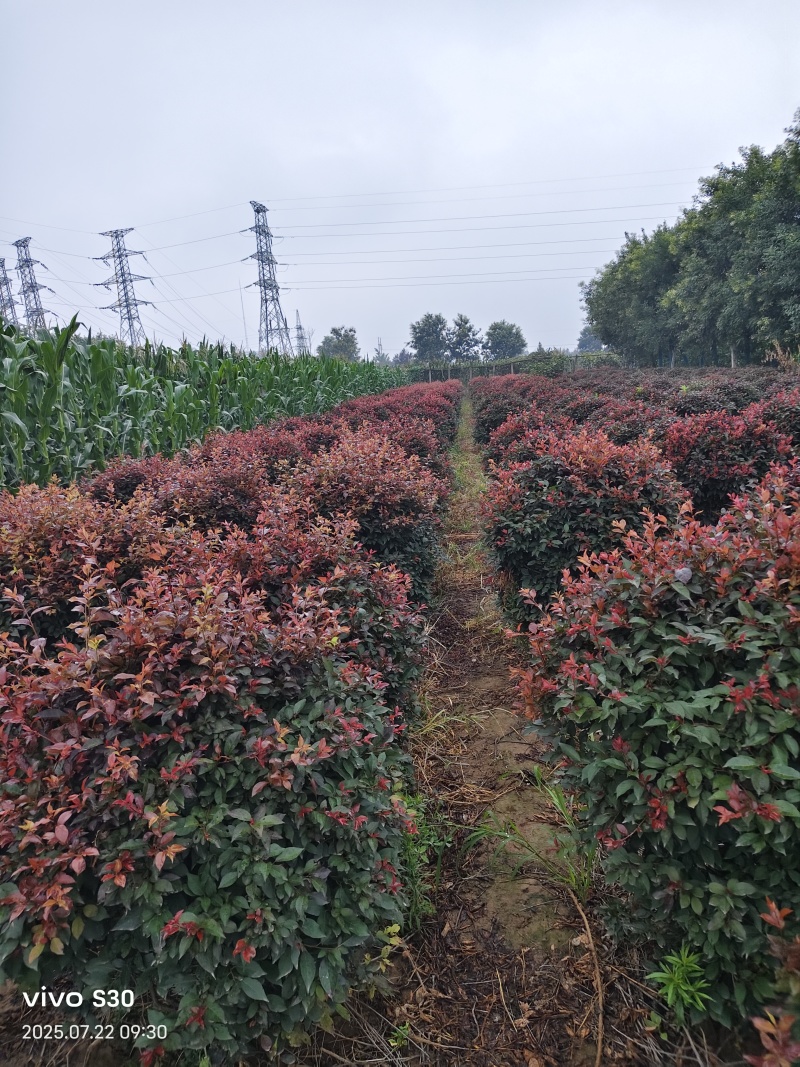 陕西密枝红叶李球高100厘米冠福80～100厘米