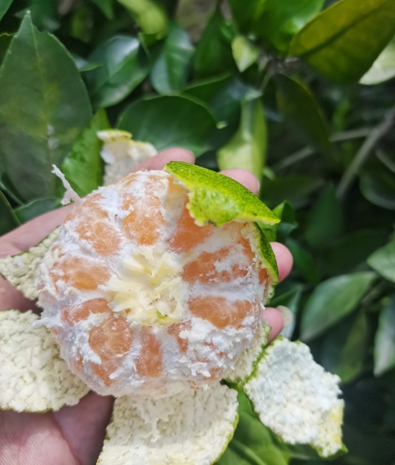 云南特早蜜橘早熟蜜橘高山蜜橘大量供应对接电商团购