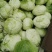 ***********新鲜圆包菜