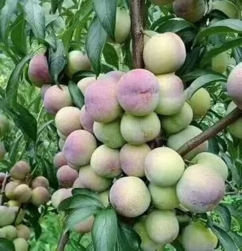 【热卖】汉源高山精品半边红李子，脆甜可口，脱骨，一手货源