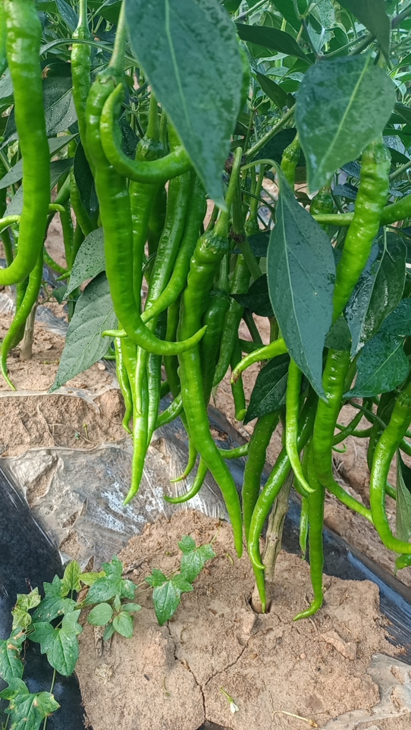 青红线椒大量有货品质保障一手货源全国通发欢迎购买