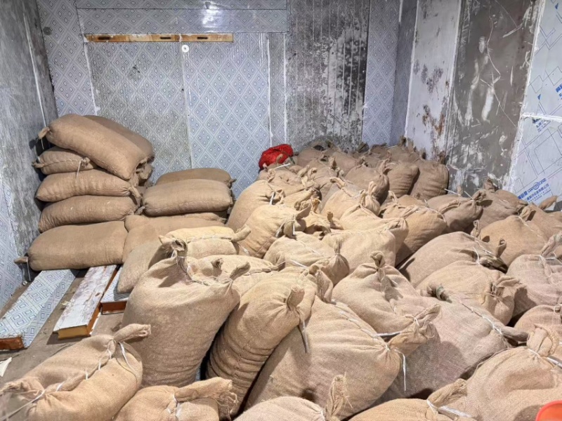 安徽精品蒜种大蒜种子蔬菜种子高山种植一手货源