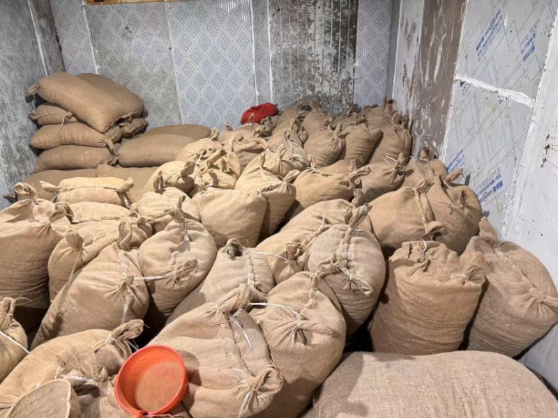 安徽精品蒜种大蒜种子蔬菜种子高山种植一手货源