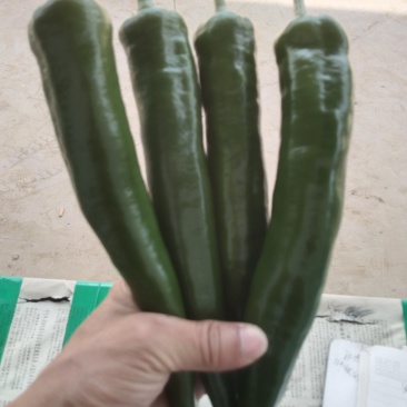 贵州贵阳修文牛角椒种植户