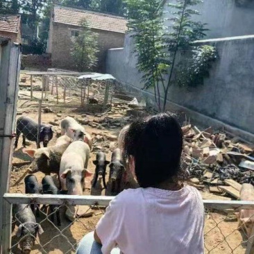 【活猪】黑猪自家养殖黑猪散养不喂饲料