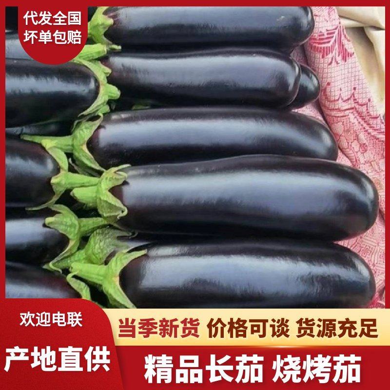 【平台推荐】菏泽牡丹区茄子烧烤茄长茄。产地直发货源