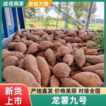 开封龙九红薯龙薯产地直发欢迎咨询合作品质保证