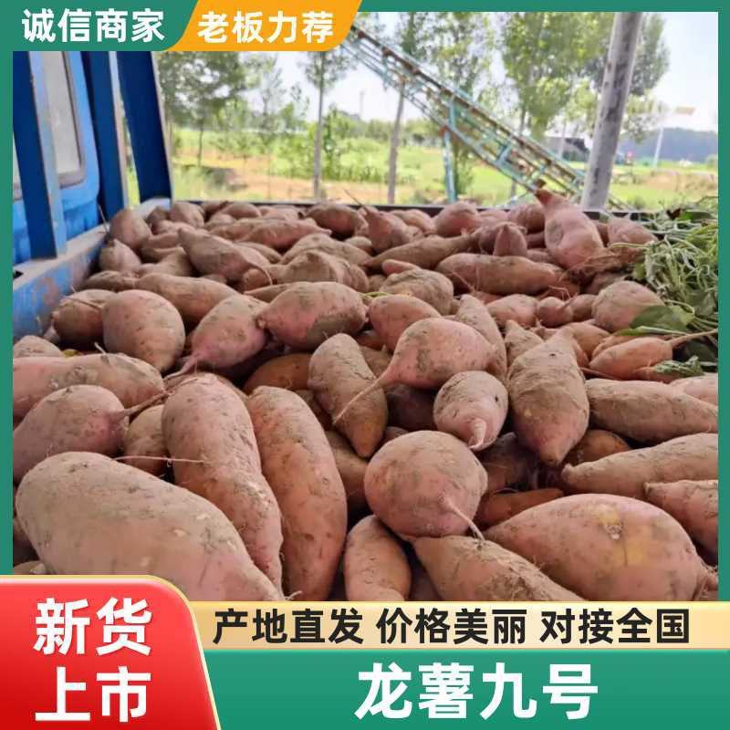 开封龙九红薯龙薯产地直发欢迎咨询合作品质保证