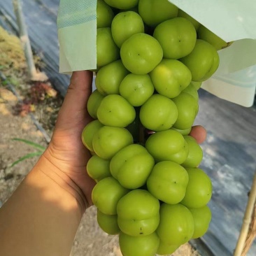 《湖北阳光玫瑰》荆州葡萄/公安阳光玫瑰/品质多日供应2万斤