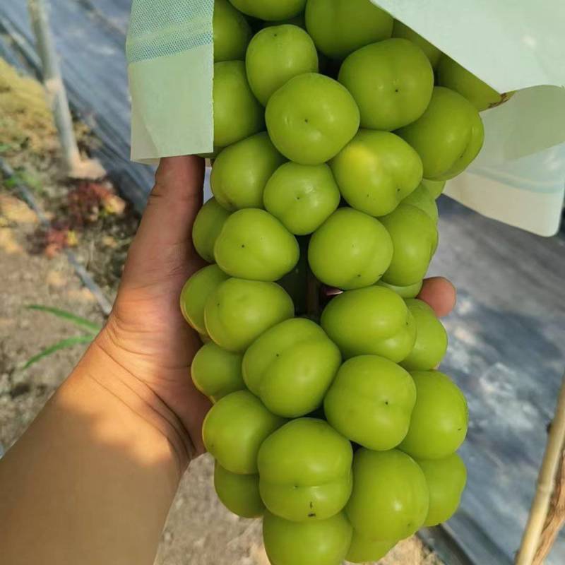 《湖北阳光玫瑰》荆州葡萄/公安阳光玫瑰/品质多日供应2万斤
