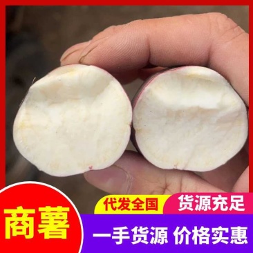 [热卖]开封祥符区商薯19白心蜜薯红薯产地直发