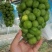 《湖北阳光玫瑰》荆州葡萄/公安阳光玫瑰/品质多日供应2万斤