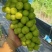 《湖北阳光玫瑰》荆州葡萄/公安阳光玫瑰/品质多日供应2万斤