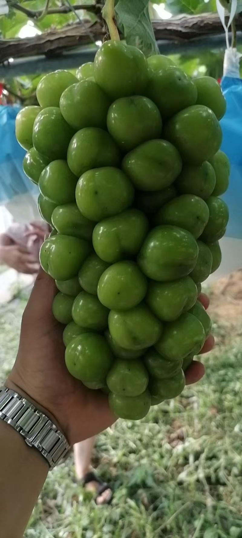 《湖北阳光玫瑰》荆州葡萄/公安阳光玫瑰/品质多日供应2万斤