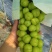《湖北阳光玫瑰》荆州葡萄/公安阳光玫瑰/品质多日供应2万斤