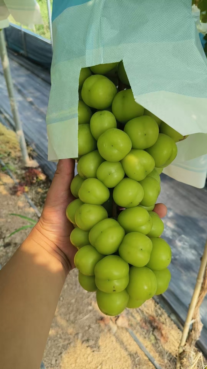《湖北阳光玫瑰》荆州葡萄/公安阳光玫瑰/品质多日供应2万斤