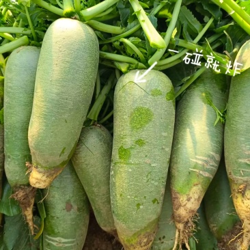 天津西青小沙窝正宗沙窝萝卜，假一赔万，支持批发，团购，电