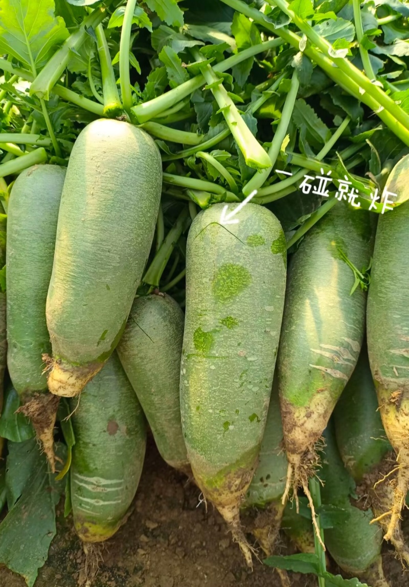 天津西青小沙窝正宗沙窝萝卜，假一赔万，支持批发，团购，电