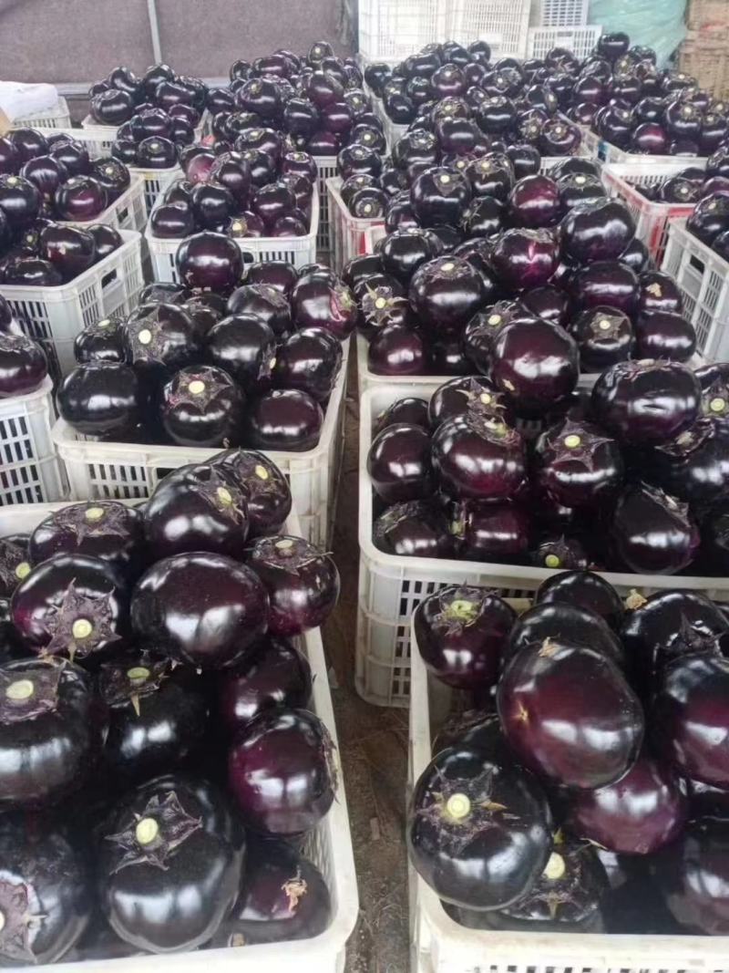 莘县紫光圆茄大量上市，品质保证，量大从优，一手货源。一件